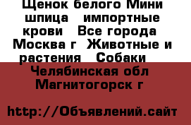 Щенок белого Мини шпица , импортные крови - Все города, Москва г. Животные и растения » Собаки   . Челябинская обл.,Магнитогорск г.